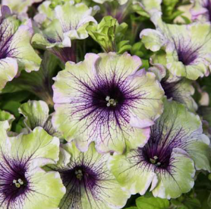 AMAZONAS PLUM COCKATOO8